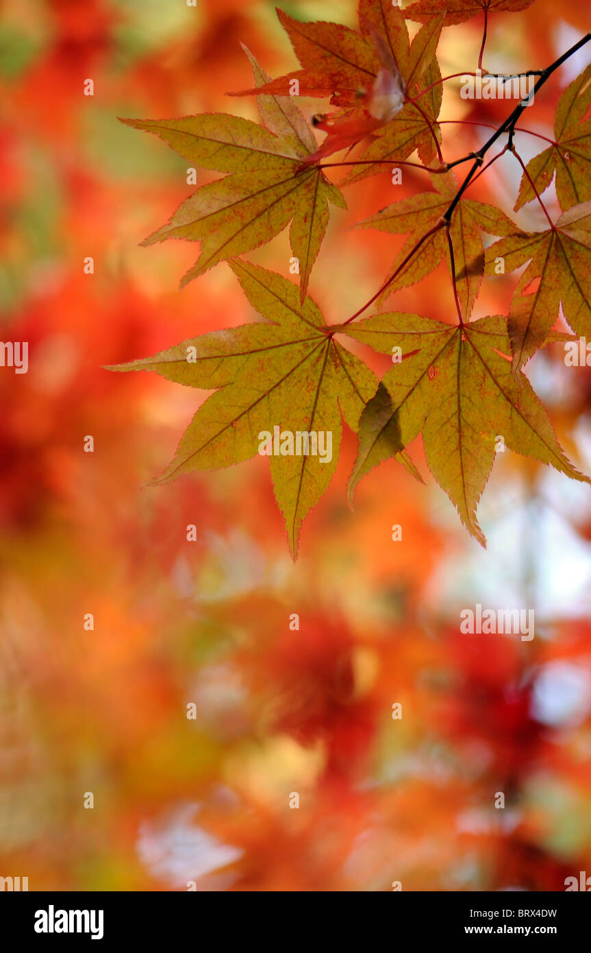 Luminose di colore di autunno dorato di foglie di platano - Acer pseudoplatanus, immagine presa contro un morbido colorato Foto Stock