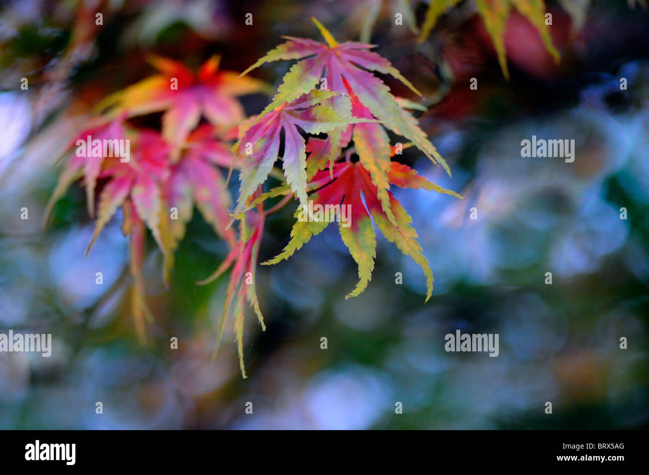 Attraente Colore di autunno Acer Palmatum - Giapponese foglie di acero con soft bokeh sfondo. Foto Stock