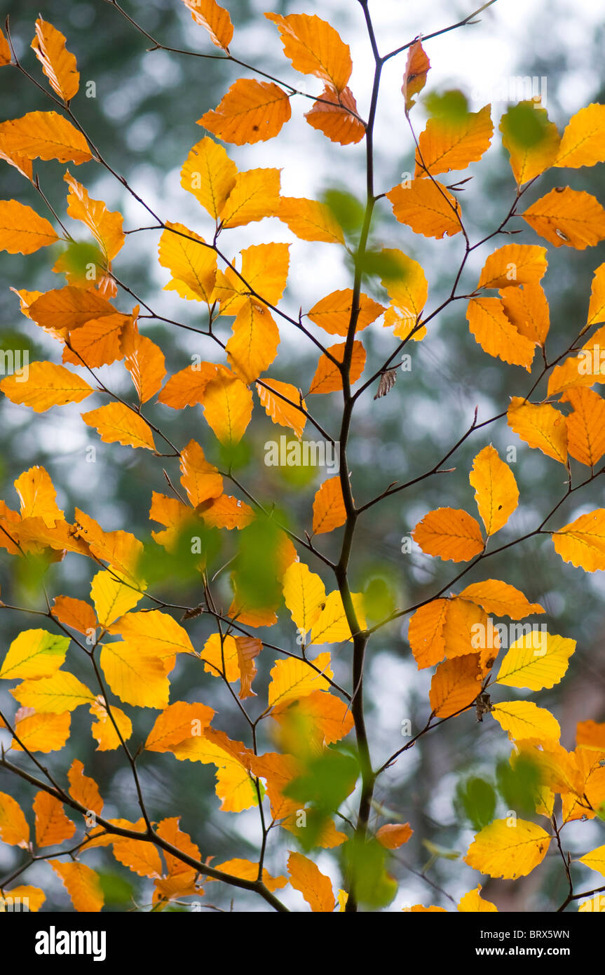 Autunno bright foglie colorate della betulla - Betula, colori vibranti di arancione e giallo Foto Stock