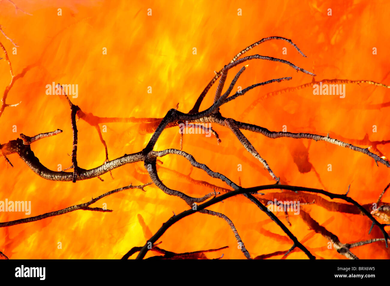 Primo piano dei rami di alberi a bruciare in un grande incendio esterno Foto Stock
