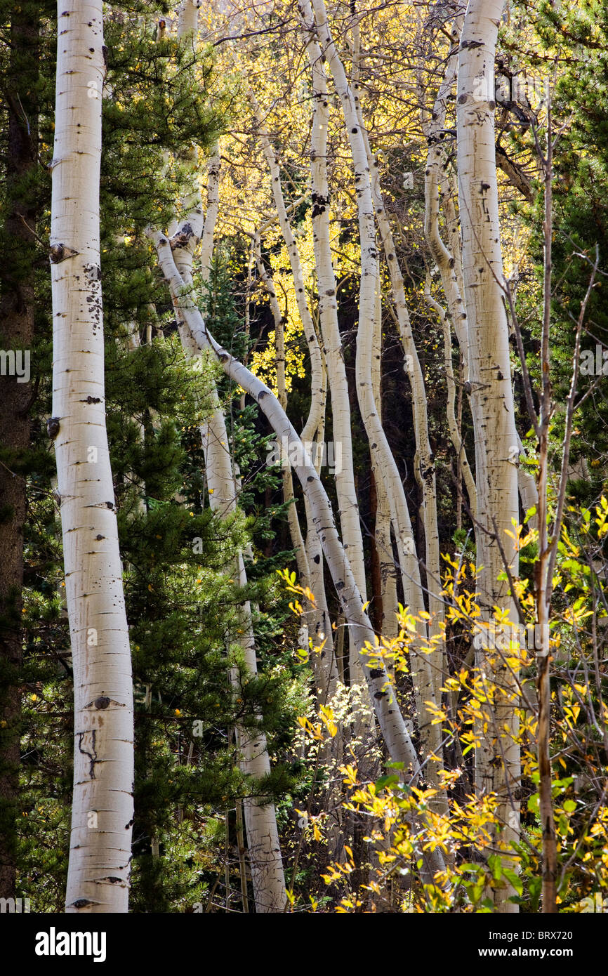 Aspen alberi in autunno, Green Creek Trail, San Isabel National Forest, Colorado, STATI UNITI D'AMERICA Foto Stock