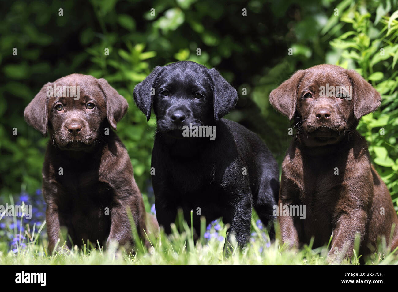 Il Labrador Retriever, Cioccolato Labrador (Canis lupus familiaris), due marrone e un cucciolo nero seduto in un giardino. Foto Stock