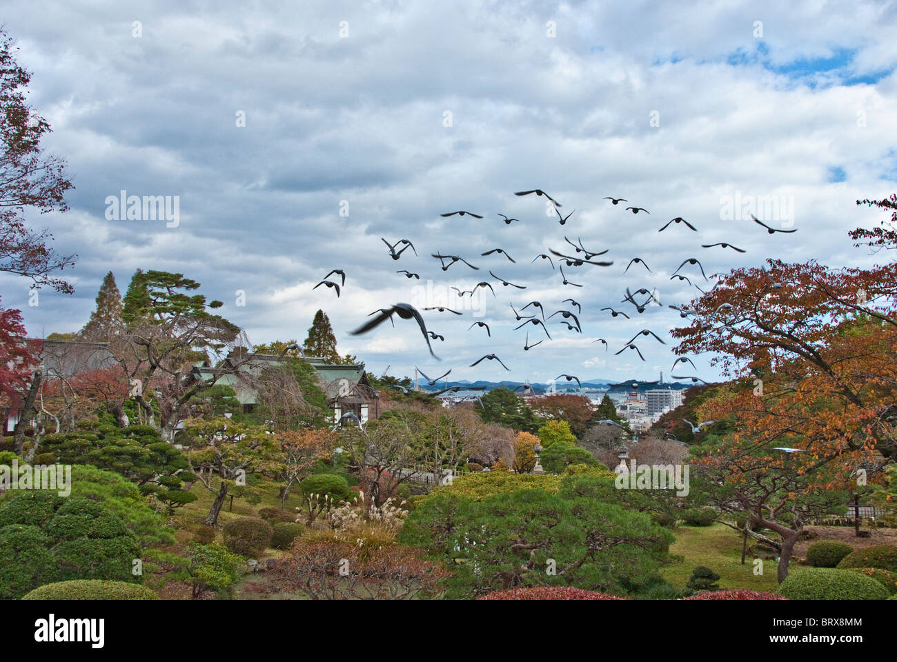 Stormo di piccioni sorvolano Park Foto Stock