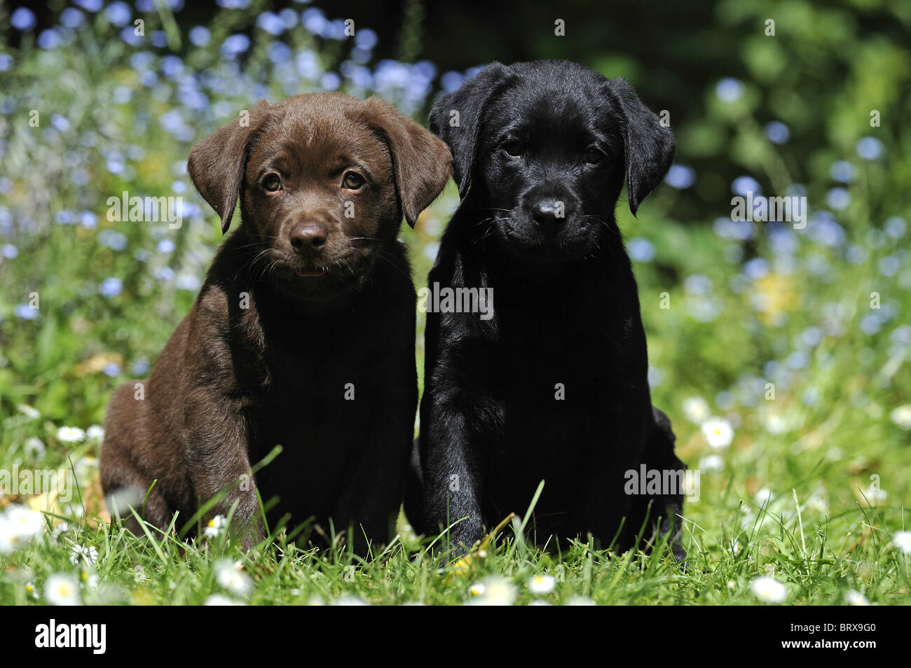 Il Labrador Retriever, Cioccolato Labrador (Canis lupus familiaris). Un marrone e un cucciolo nero seduto in un giardino. Foto Stock