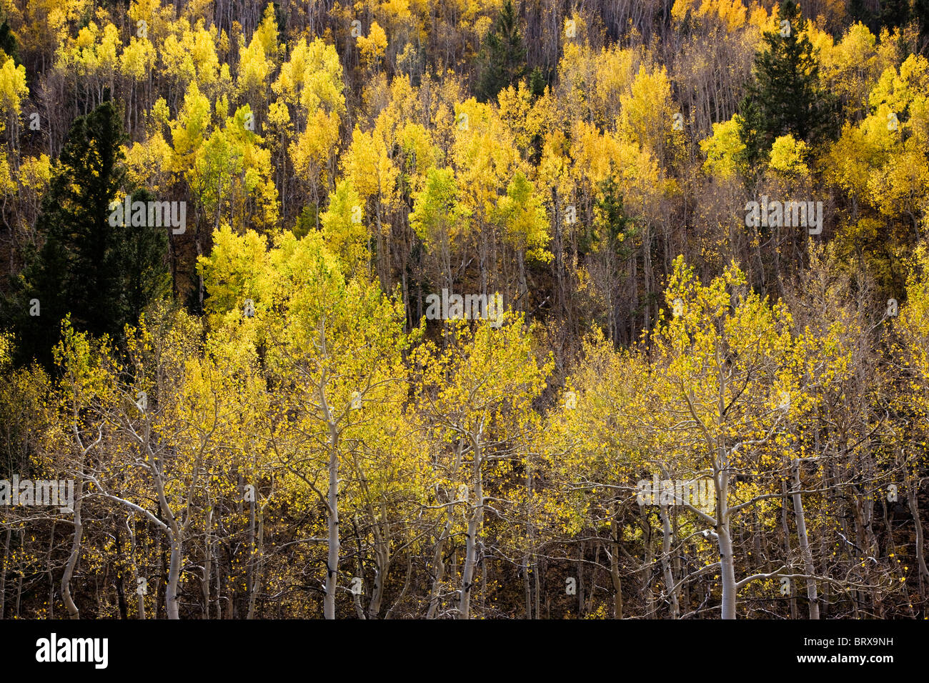 Aspen alberi in autunno, Green Creek Trail, San Isabel National Forest, Colorado, STATI UNITI D'AMERICA Foto Stock