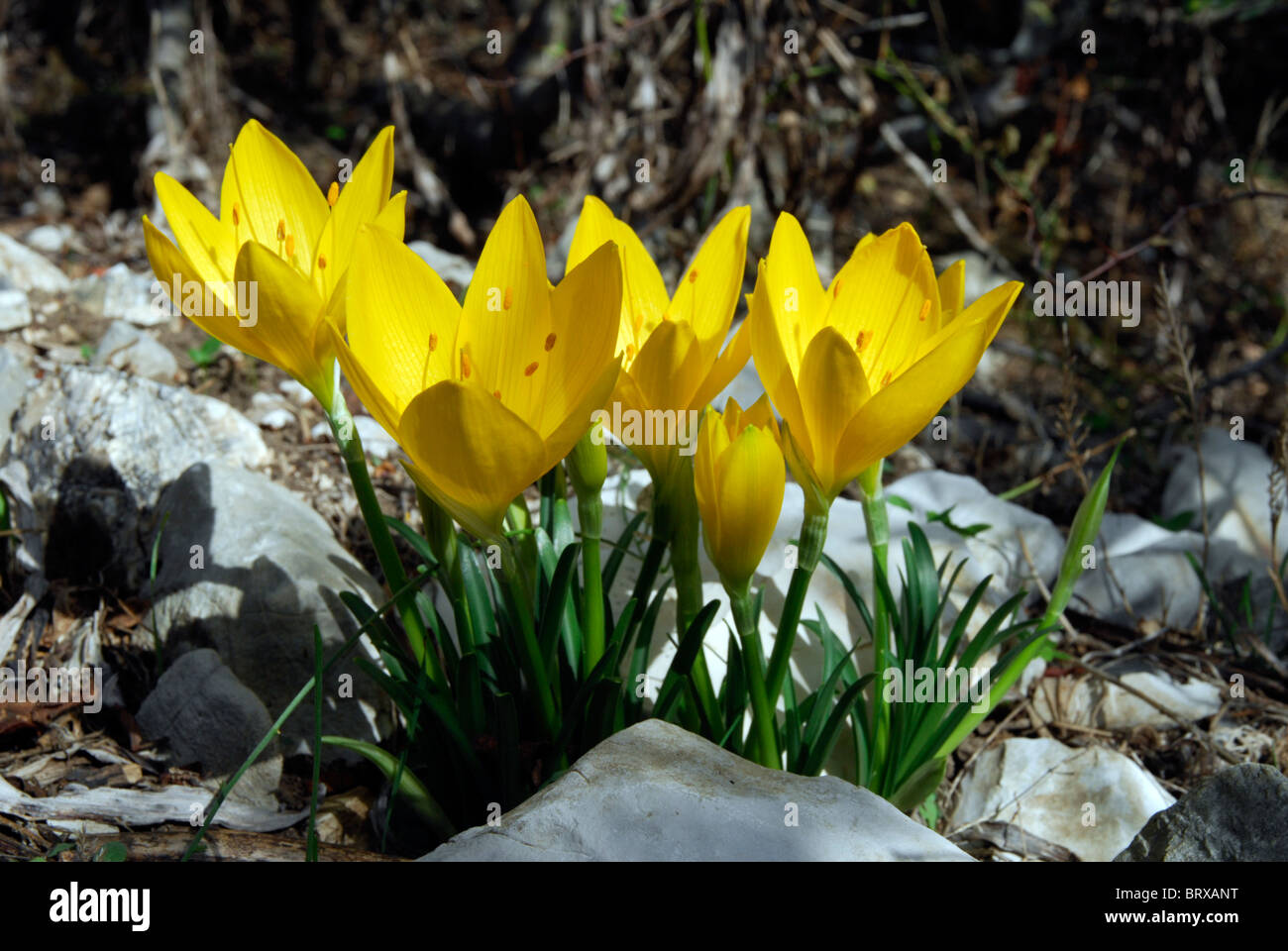 Fioritura autunnale, fiori di campo vicino al terreno paludoso fiume Louros, Epiro, Grecia. Foto Stock