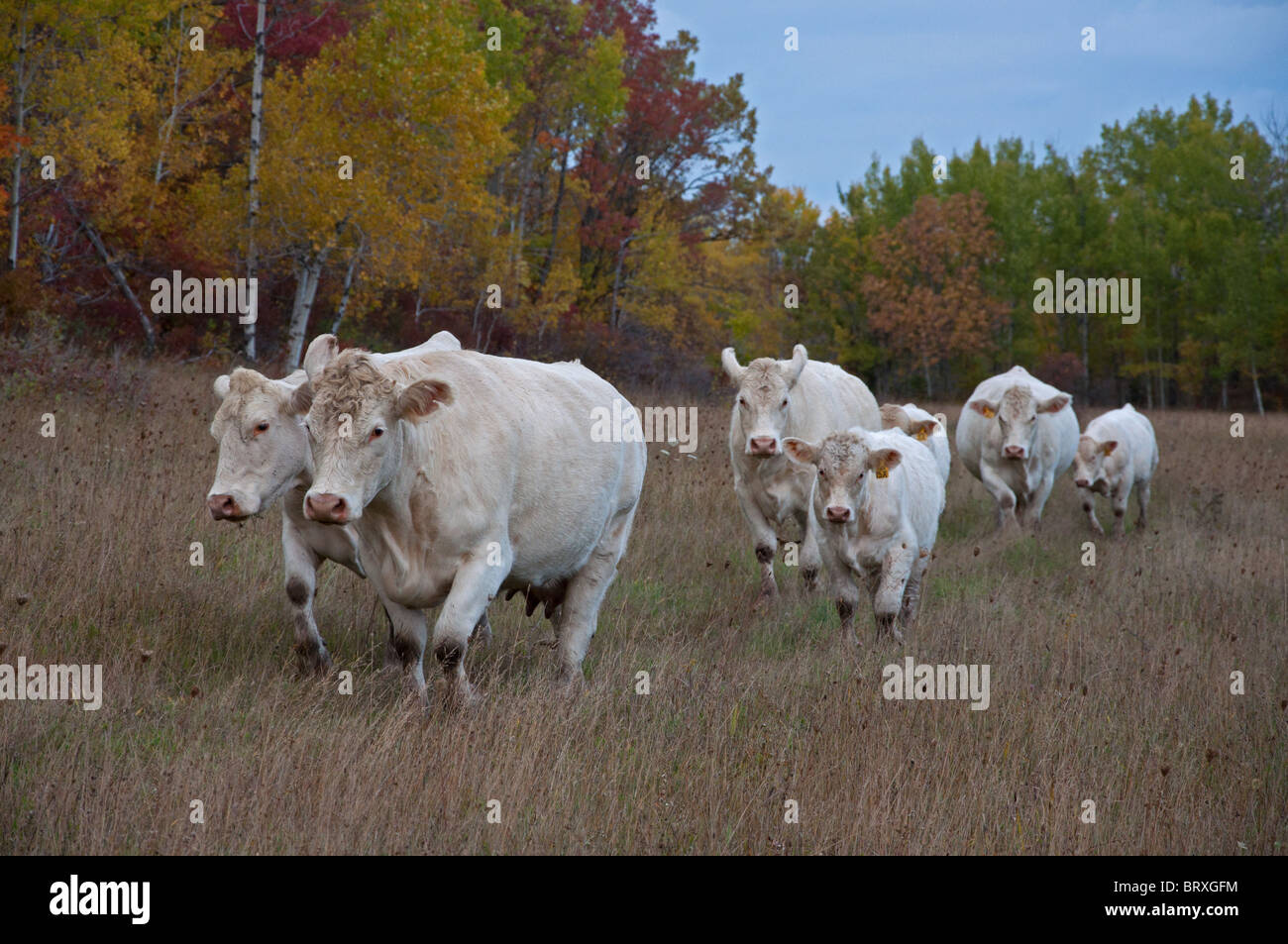 Una mandria di bovini Charolais sull isola Manitoulin Foto Stock