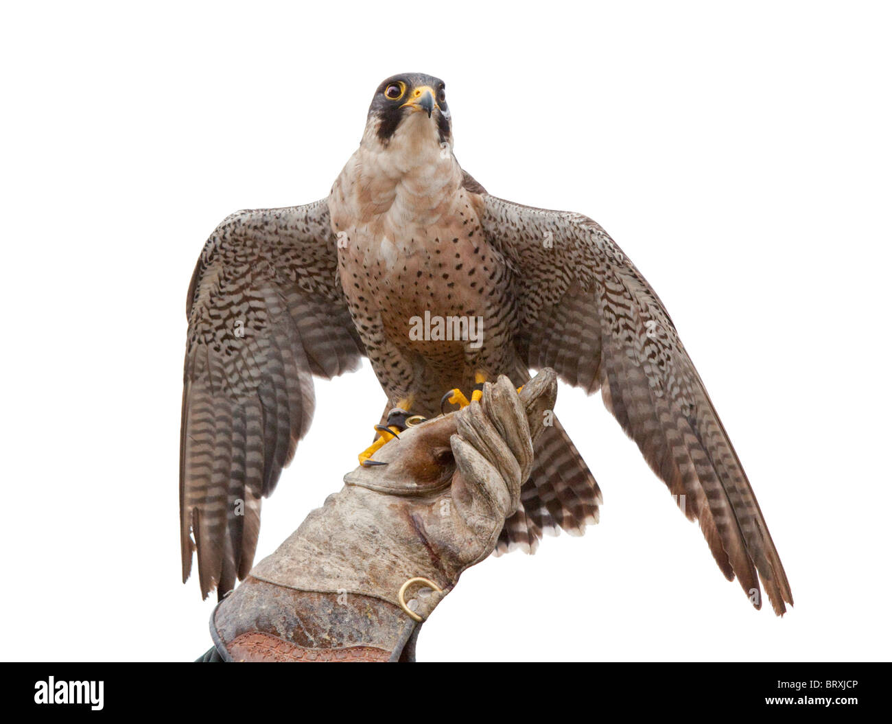 Falco pellegrino ( Falco peregrinus) Foto Stock