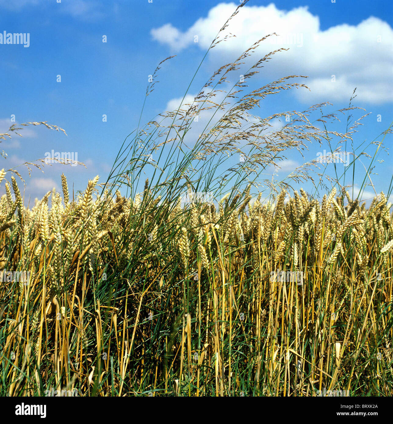 Tall oat grass o cipolla lettino (Arrhenatherum elatius) erba erbacce in mature del raccolto di grano Foto Stock