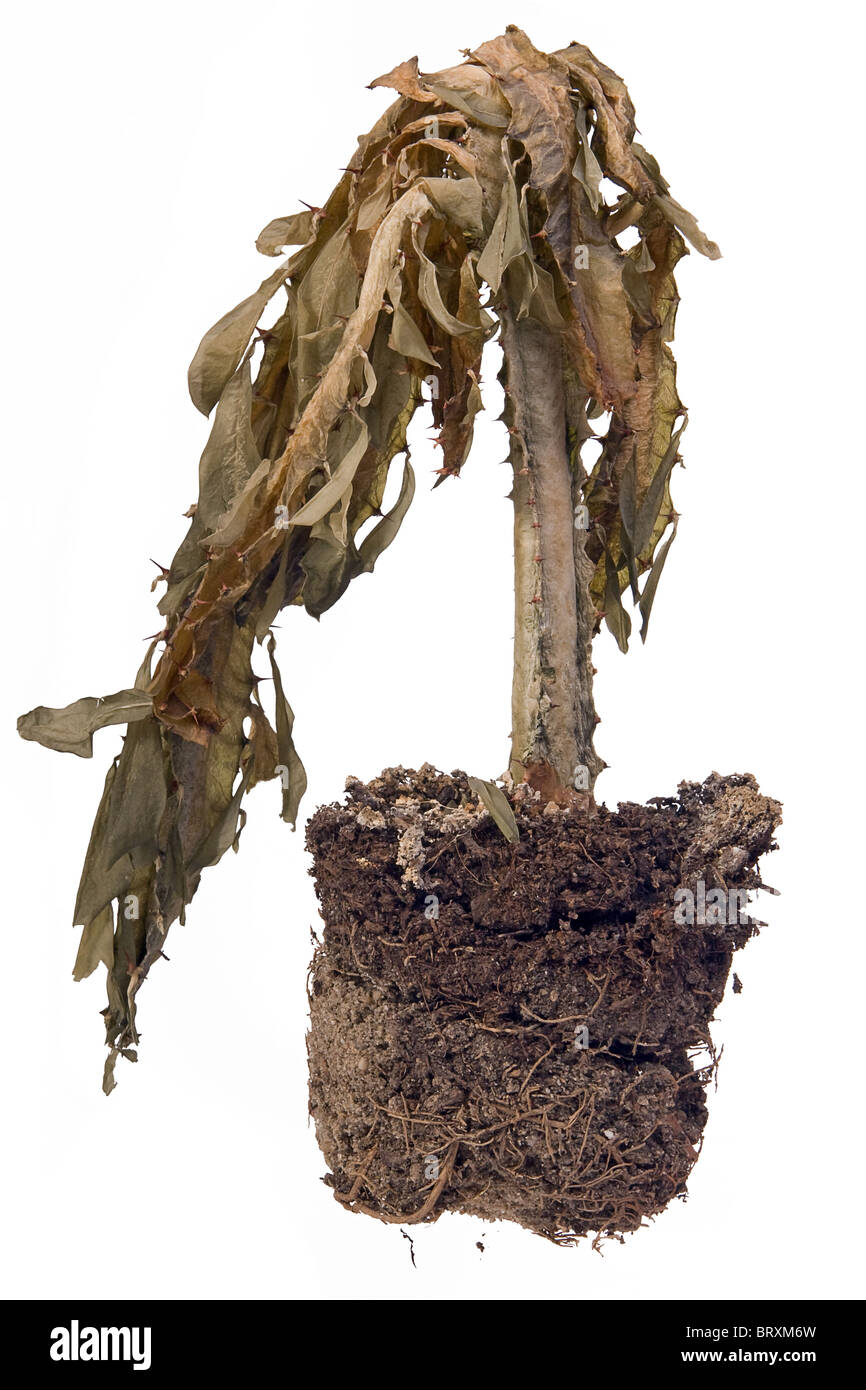 fiore appassito Foto Stock