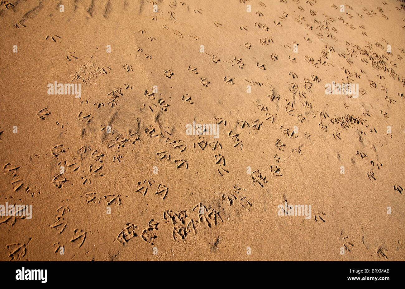 Carichi di seagull tracce sulla spiaggia di sabbia Foto Stock