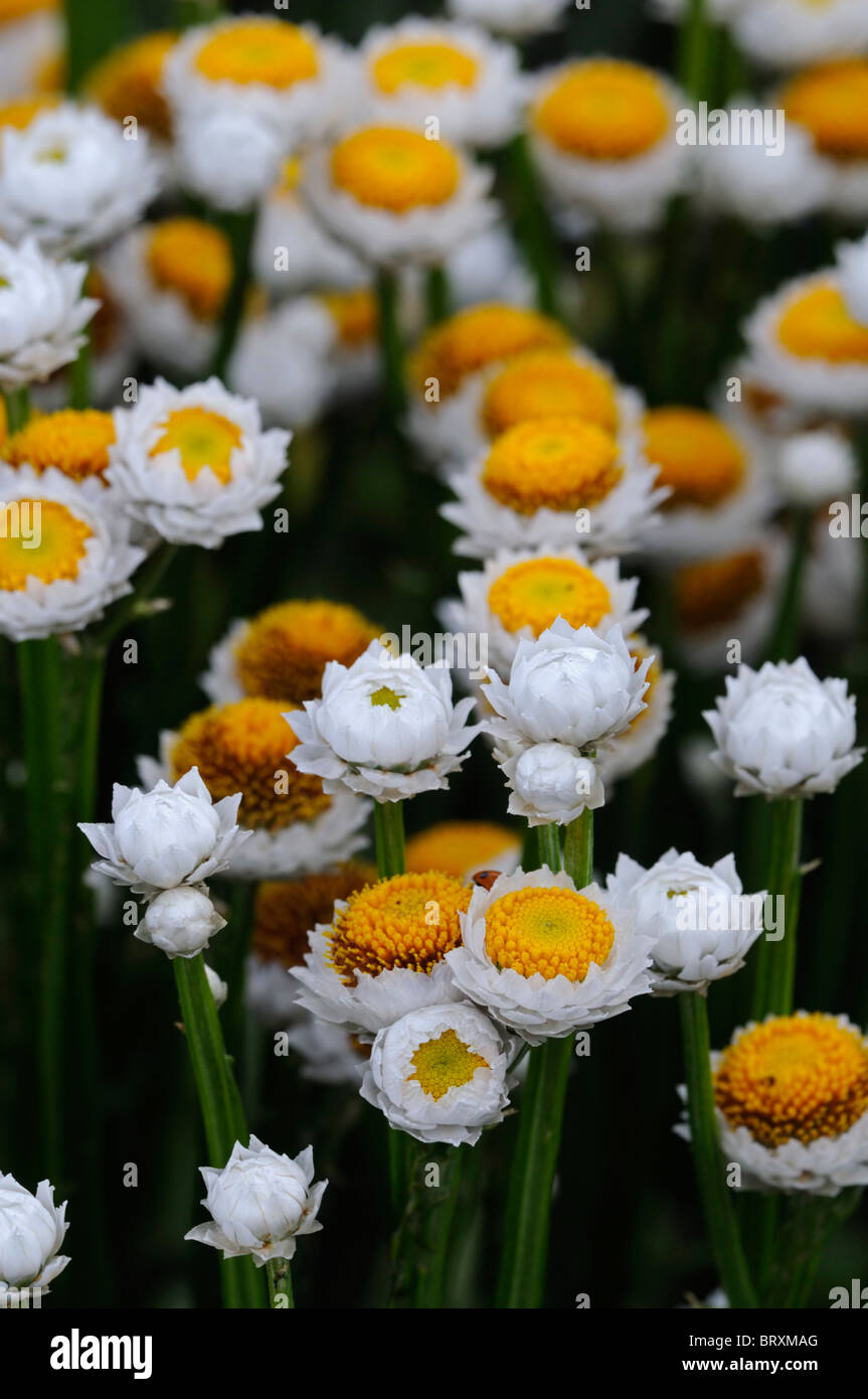 Ammobium alatum 'bikini' eterna alato di bianco e giallo rotondo piccolo fiore sottile stelo stretto struttura della levetta Foto Stock