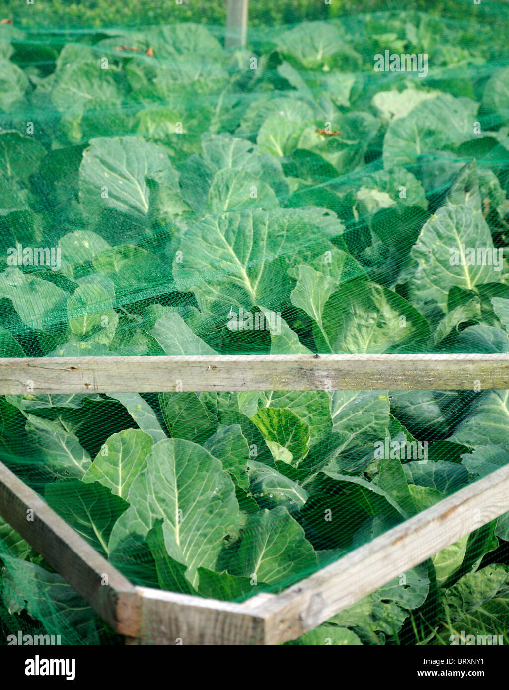 Grandi cavolo maturo ricoperta di verde di un tessuto a maglia come protezione da parassiti come piccioni e farfalle Foto Stock