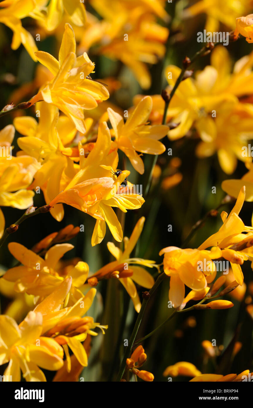 Crocosmia x crocosmiiflora 'Coleton Fishacre' Montbretia albicocca a fiori gialli bloom blossom corm cormous ammassarsi-formazione Foto Stock