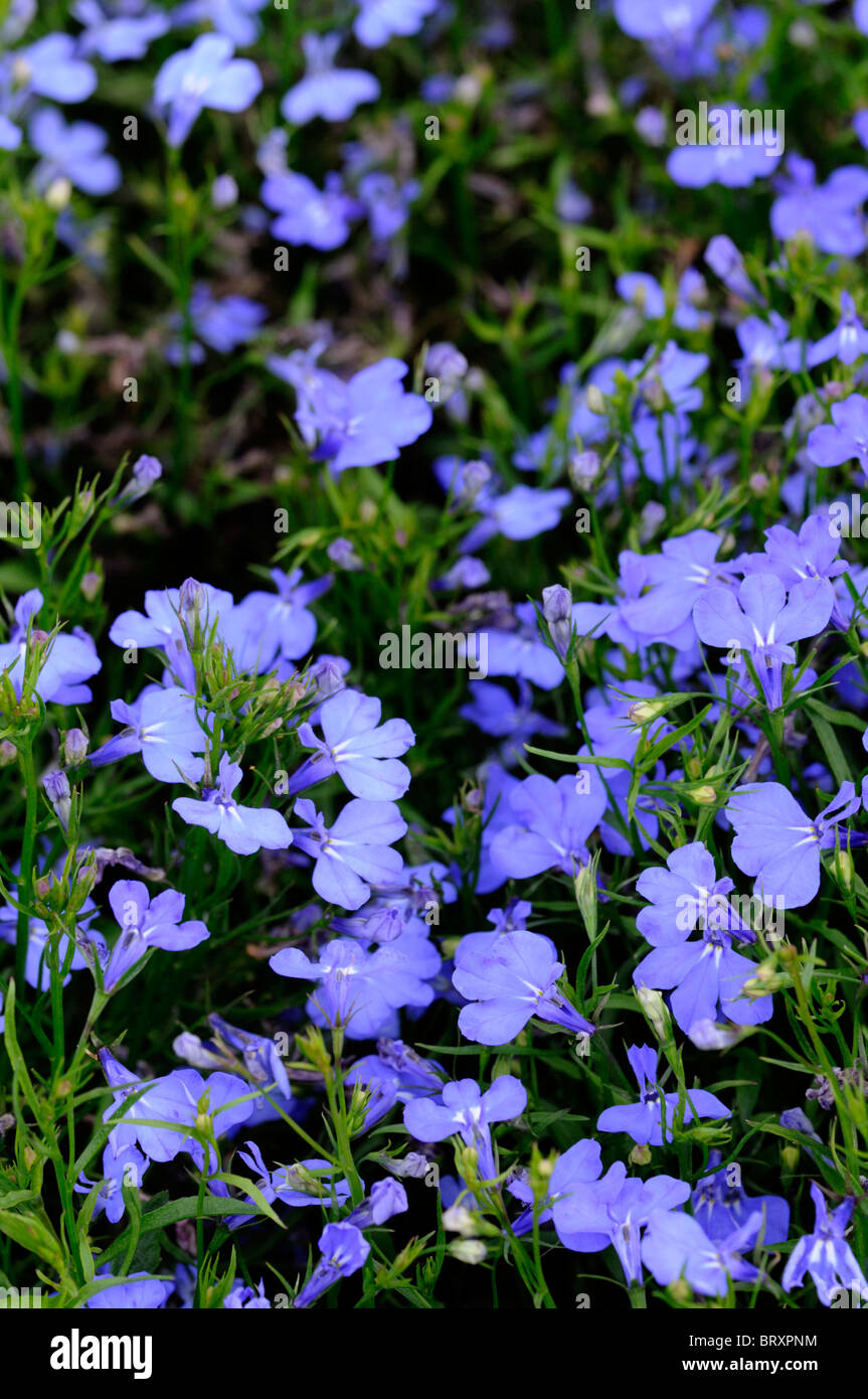 Lobelia erinus compacta Cambridge Blue Campanulaceae Lobelia Biancheria da letto biancheria da letto estiva impianto semi-hardy annuale di blu cielo fiori Foto Stock