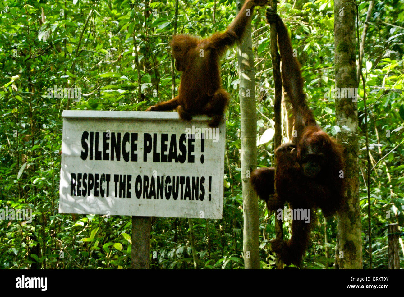 Orangutan sul segno, Borneo, Indonesia Foto Stock