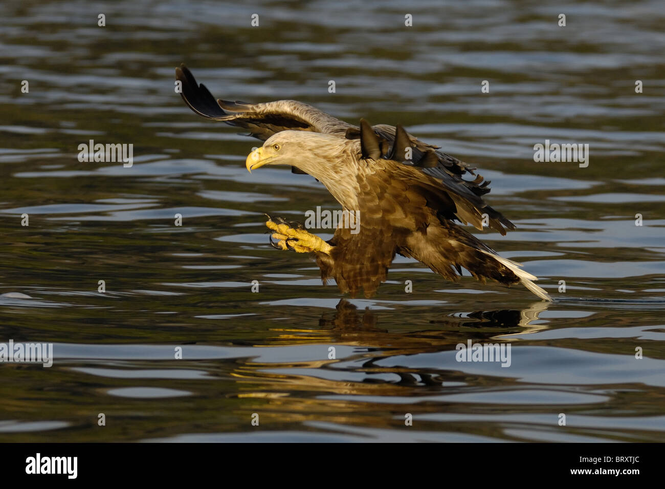 White-tailed Eagle appena prima di pescare un pesce al di fuori dell'acqua in un fiordo presso la provincia del Nord il Trondelag in Norvegia Foto Stock