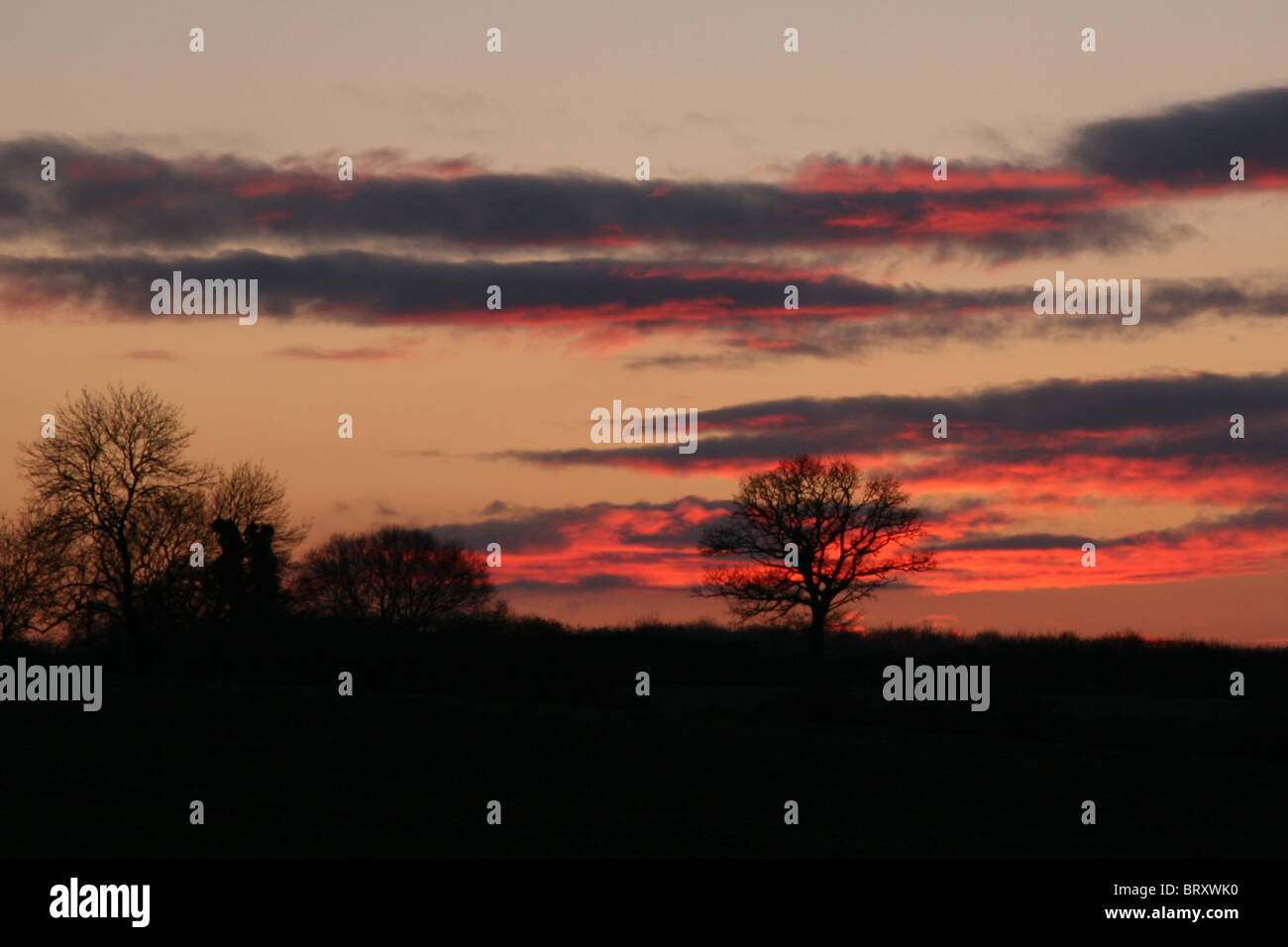 Tramonto spettacolare dietro un unico albero Foto Stock