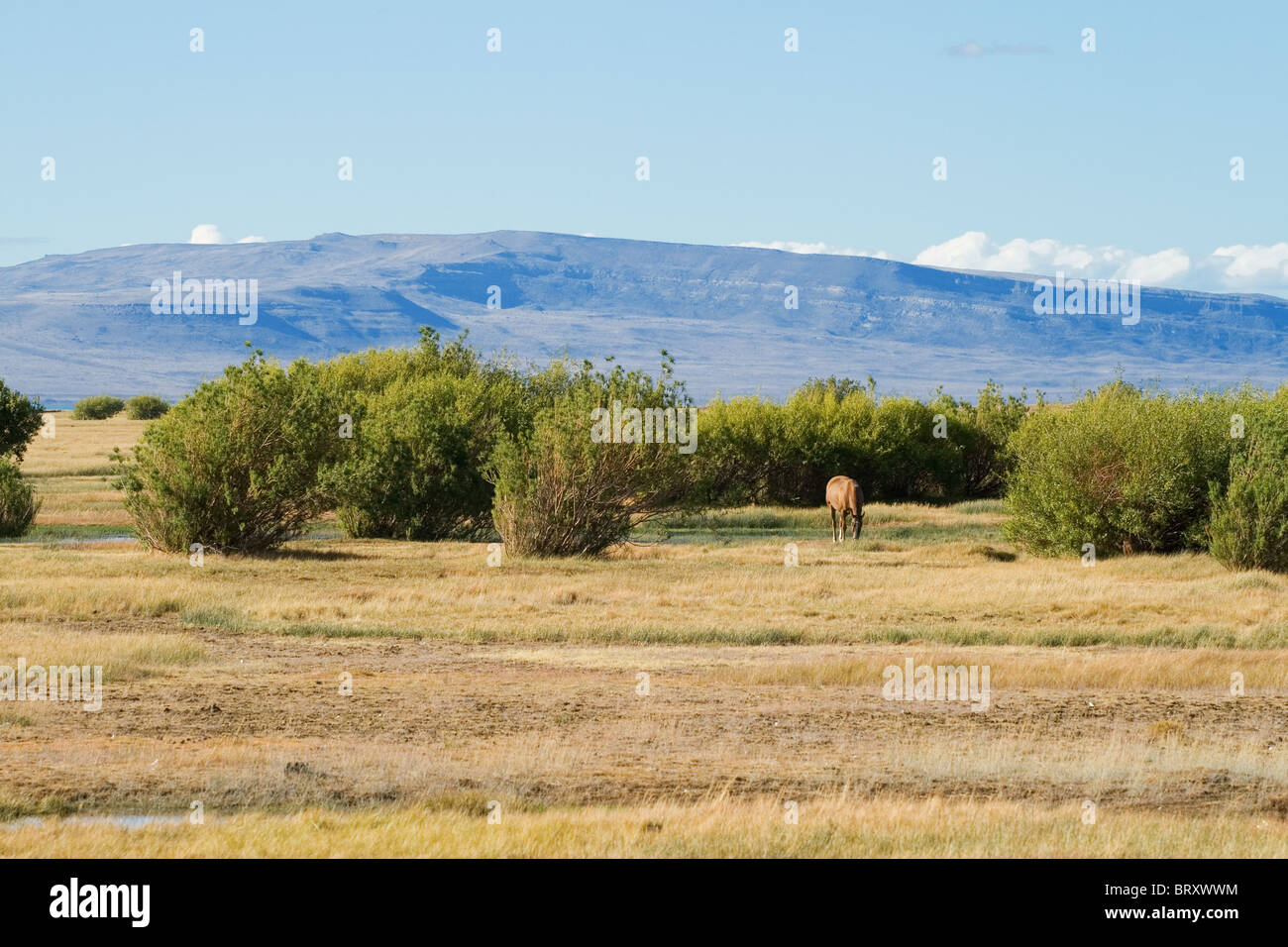 Cavalli nel Lago Argentino Foto Stock