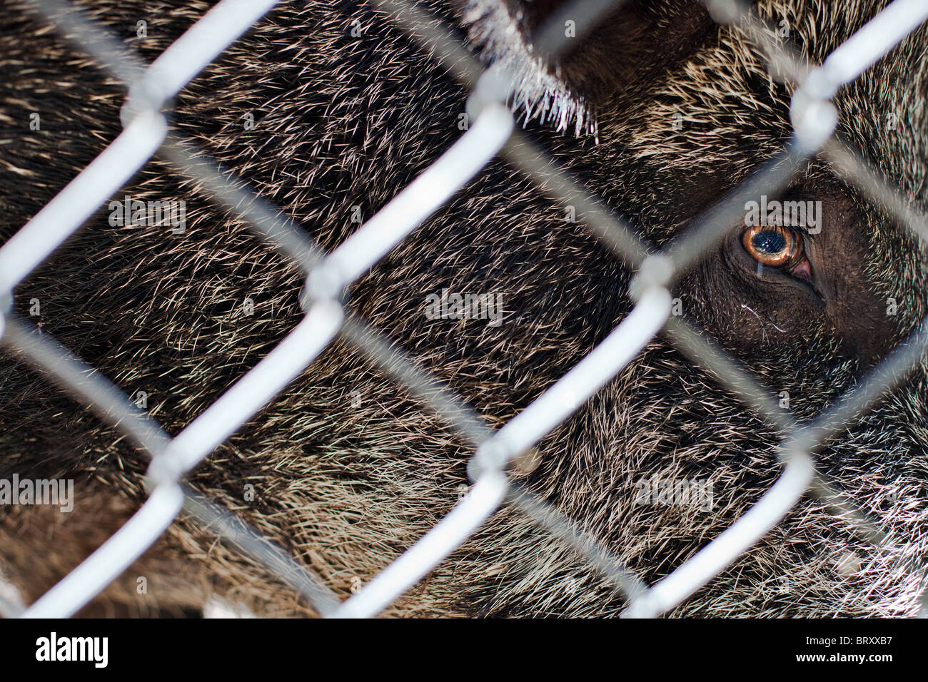 Il cinghiale dietro le sbarre, Polonia Foto Stock