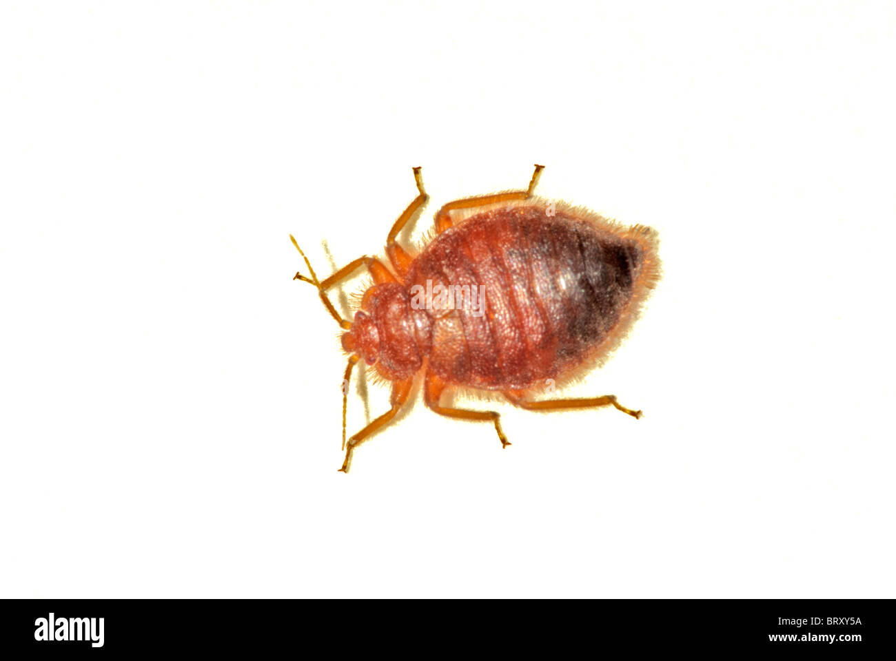 Comune Bedbug adulti- Bed bug (Lepinotus reticulatus.) un overhead vicino l immagine di questo insetto infestante. Fotografato in Colorado US. Foto Stock