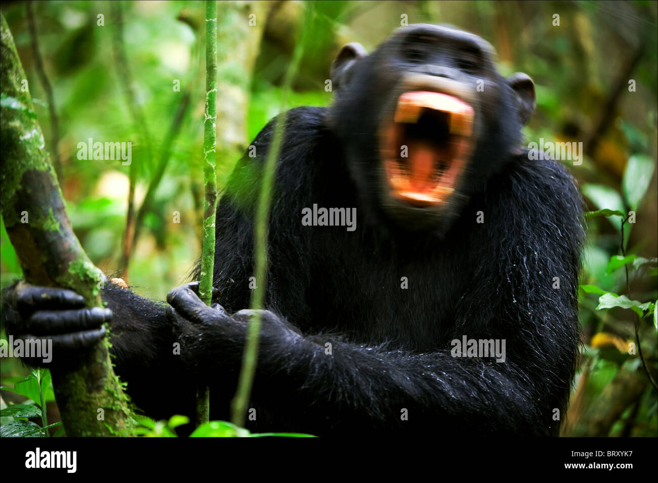 Gridare. Uno scimpanzé, seduti in un boschetto di legno verde, a gran voce e con grida di ansia Foto Stock