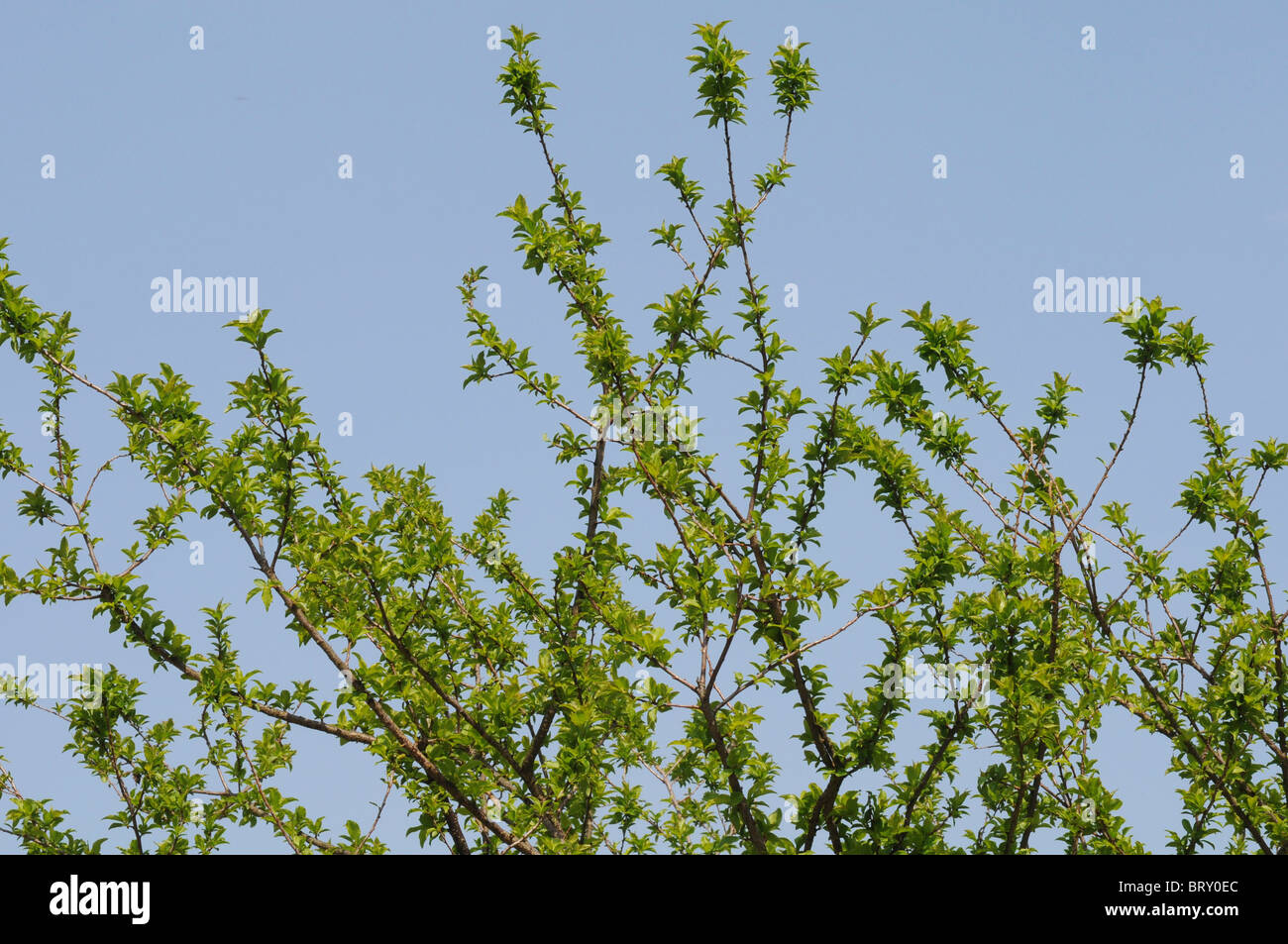 Giapponese susino, elevata sezione, Prefettura di Okayama, Honshu, Giappone Foto Stock