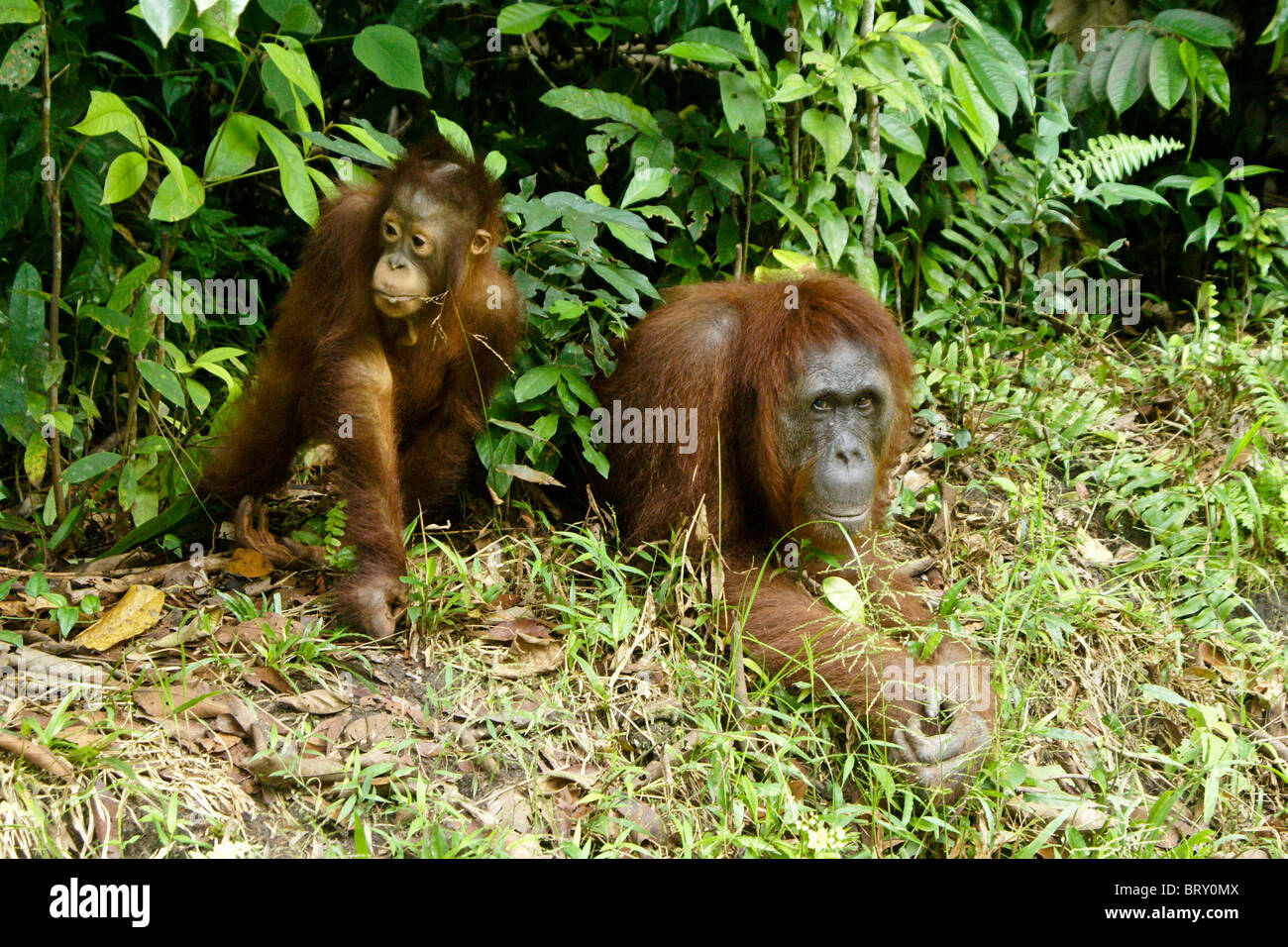 La madre e il bambino orangutan, Borneo, Indonesia Foto Stock
