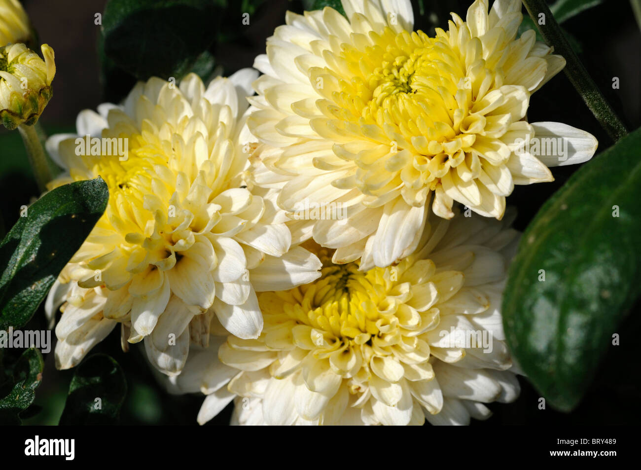 Crisantemo annuale impianto estate fiore bianco Foto Stock