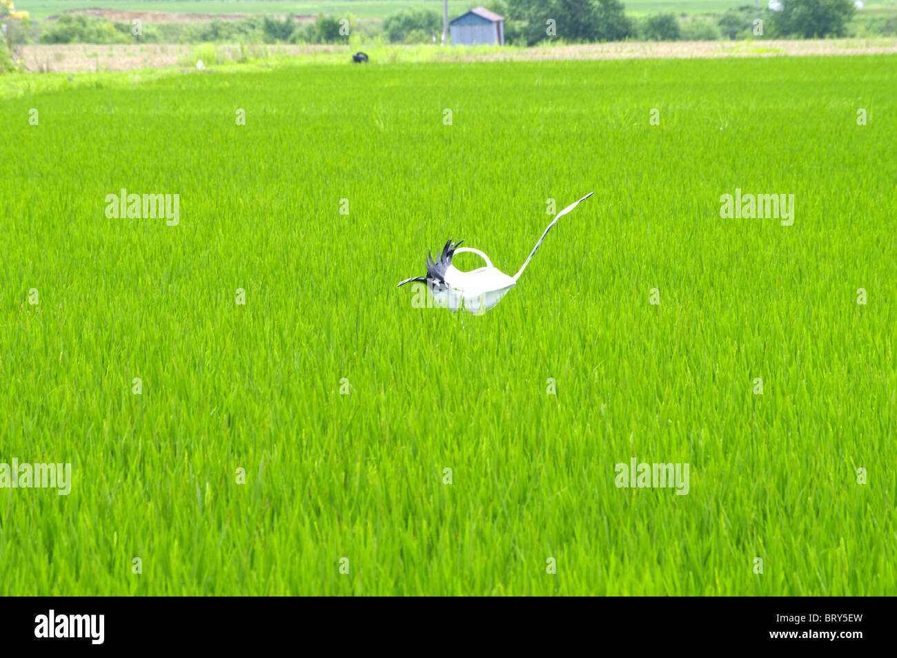 Lo Spaventapasseri nel campo di riso, prefettura di Hokkaido, Giappone Foto Stock