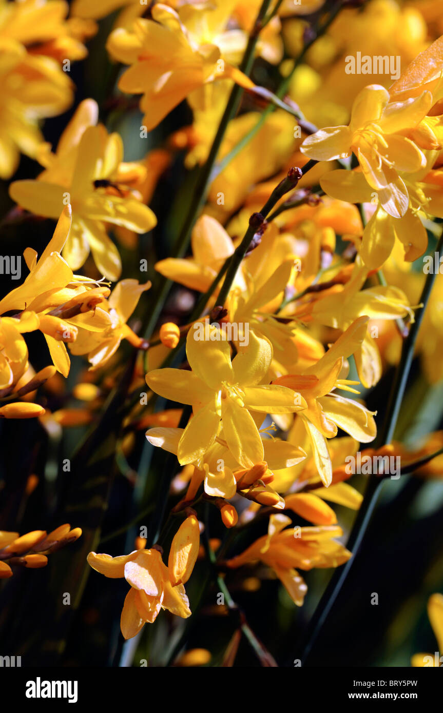 Crocosmia x crocosmiiflora 'Coleton Fishacre' Montbretia albicocca a fiori gialli bloom blossom corm cormous ammassarsi-formazione Foto Stock