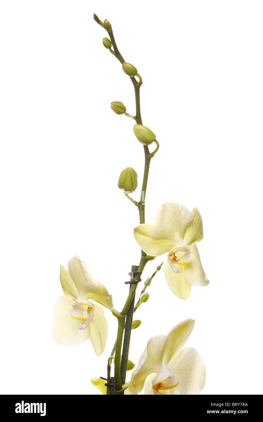orchidea gialla Foto Stock
