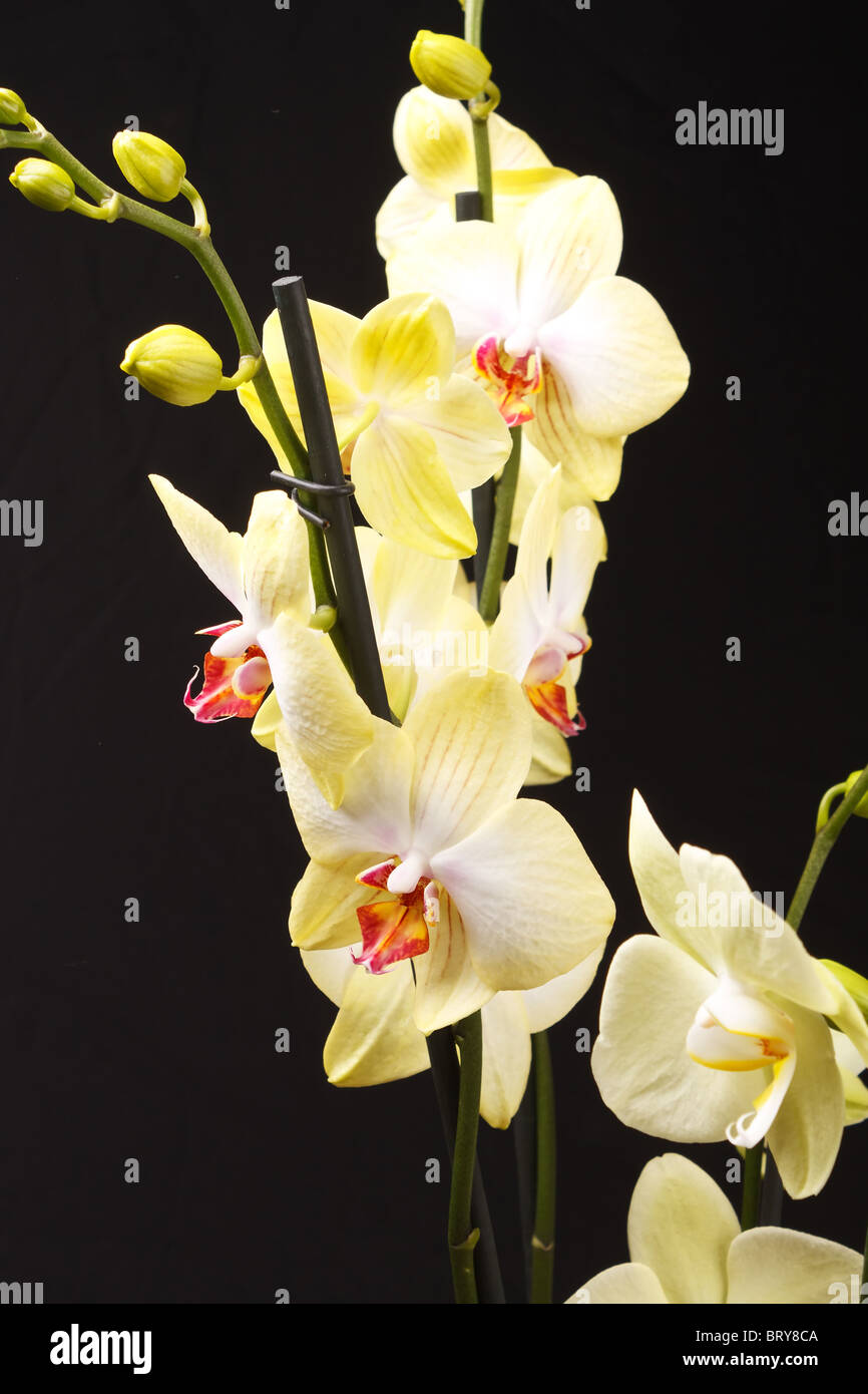 orchidea gialla Foto Stock