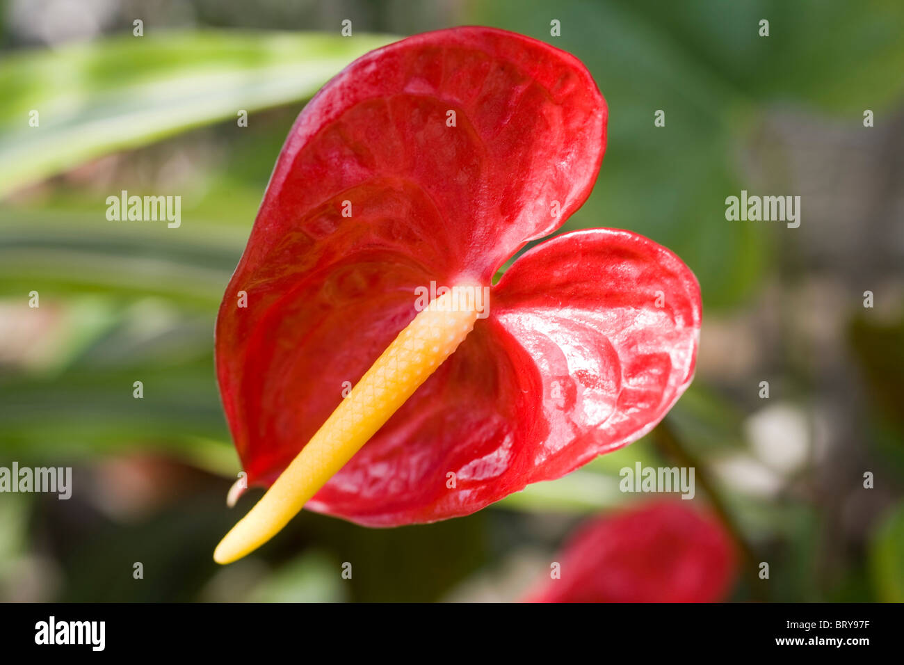 Red flamingo lily (Anthurium andraeanum) Foto Stock