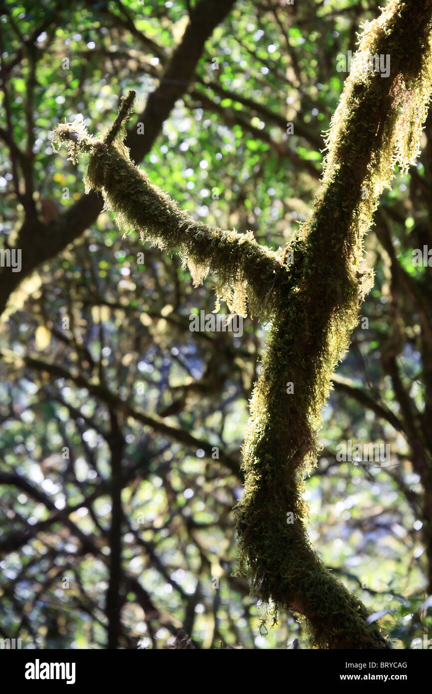 Isole Canarie La Gomera, Parco Nazionale di Garajonay (Sito UNESCO), alloro pre-foresta glaciale Foto Stock