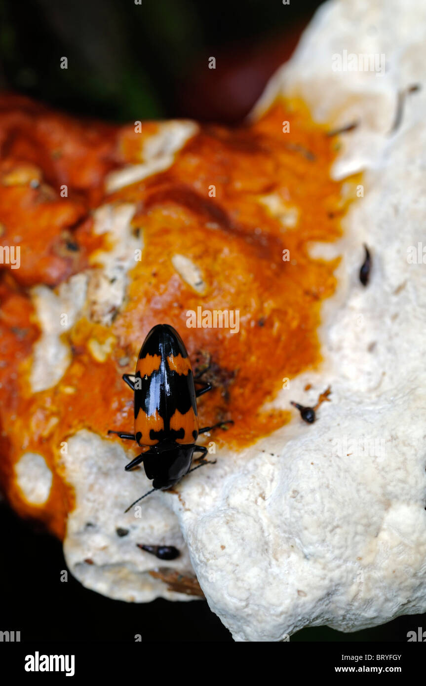 Carpophilus sp driedfruit beetle sulla staffa o mensola fungo parassita in tutto il mondo di frutti, sia di pre- e post-raccolta e grani Foto Stock