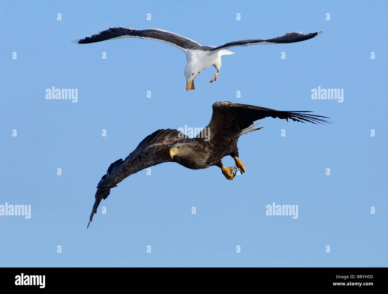 Gull a metà in aria perseguitare su bianco-tailed Eagle Foto Stock