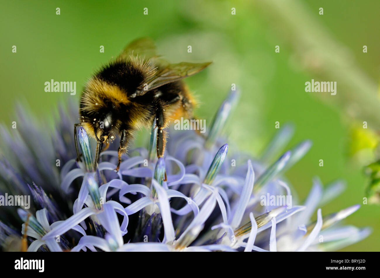 riro di echinops, thistle del globo, bratte perenni erbacee spinose che alimentano l'ape che impollinating fiori blu fioriscono Foto Stock