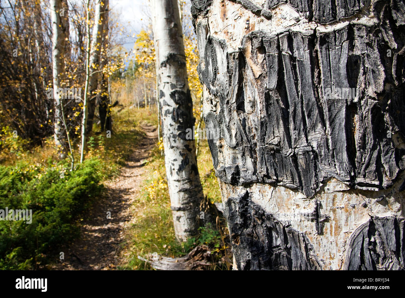 Close-up del graffiato la corteccia di un albero di Aspen in autunno, Green Creek Trail, San Isabel National Forest, Colorado, STATI UNITI D'AMERICA Foto Stock