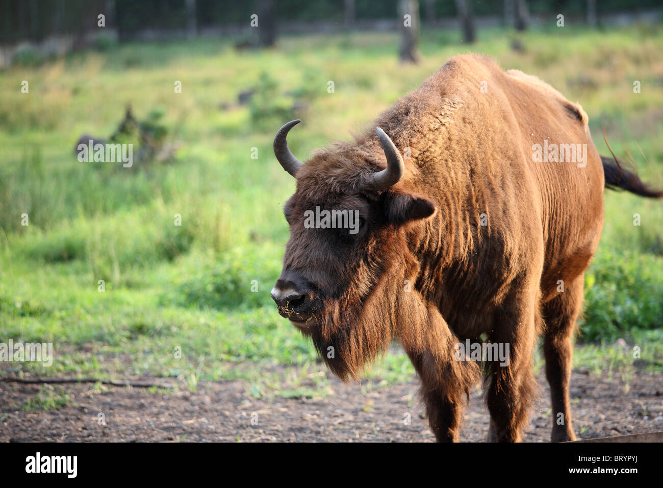 Un wisent in Belavezhskaya Pushcha, Kamjanjuki, Bielorussia Foto Stock