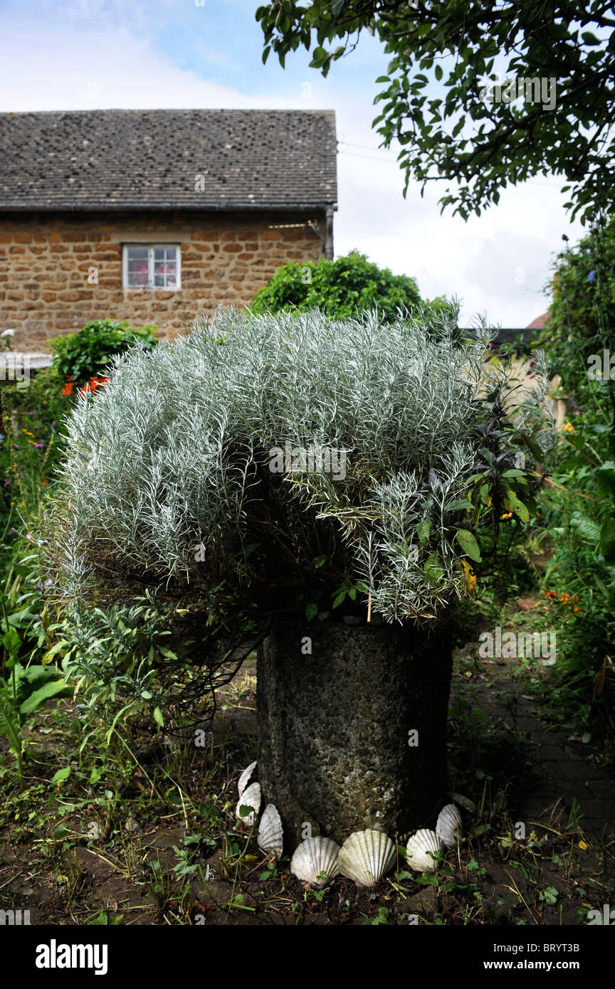 Piccolo giardino cottage con vasi di lavanda Oxfordshire UK Foto Stock