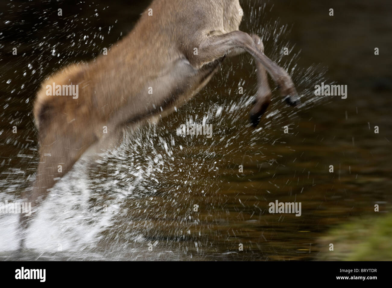 Cervi, Cervus elaphus crossing e salta fuori di un flusso, Isle of Arran, Scozia Foto Stock