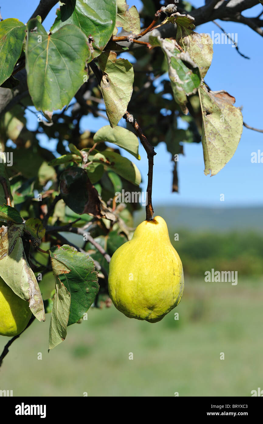 Mela cotogna tree - mela cotogna (Cydonia oblonga piriformis - Cydonia vulgaris) maturazione dei frutti dell'albero - utilizzato per fare marmellate e gelatine Foto Stock