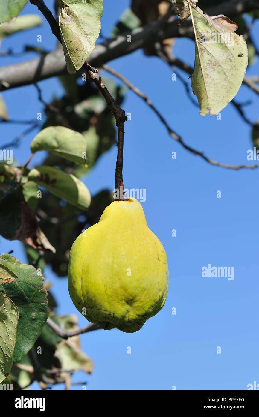 Mela cotogna tree - mela cotogna (Cydonia oblonga piriformis - Cydonia vulgaris) maturazione dei frutti dell'albero - utilizzato per fare marmellate e gelatine Foto Stock