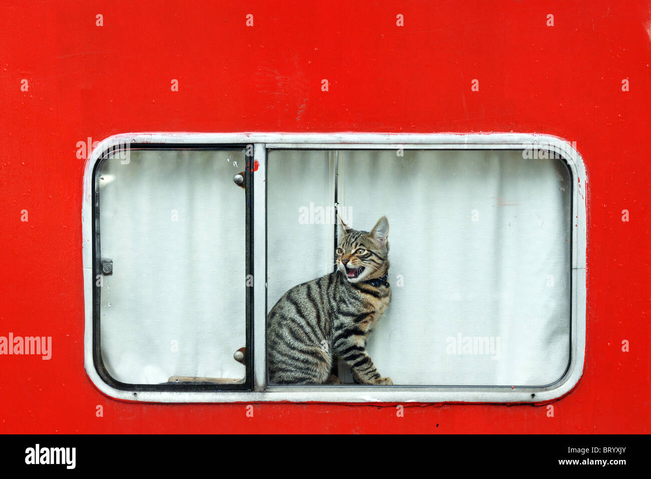 Un tabby cat meows da un colore rosso brillante canal boat finestra Foto Stock