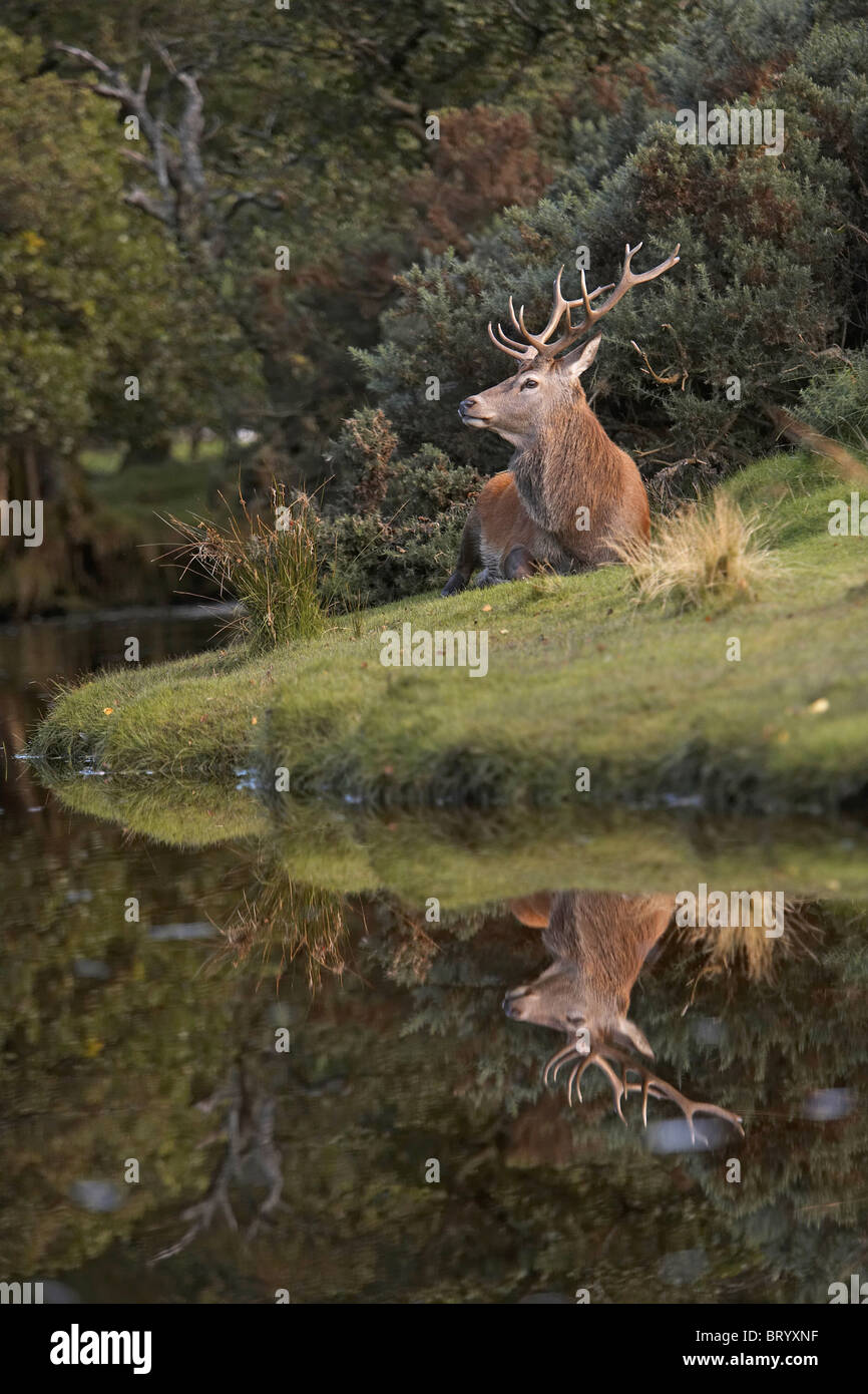 Cervi, Cervus elaphus stag con la riflessione nel flusso, Isle of Arran, Scozia Foto Stock
