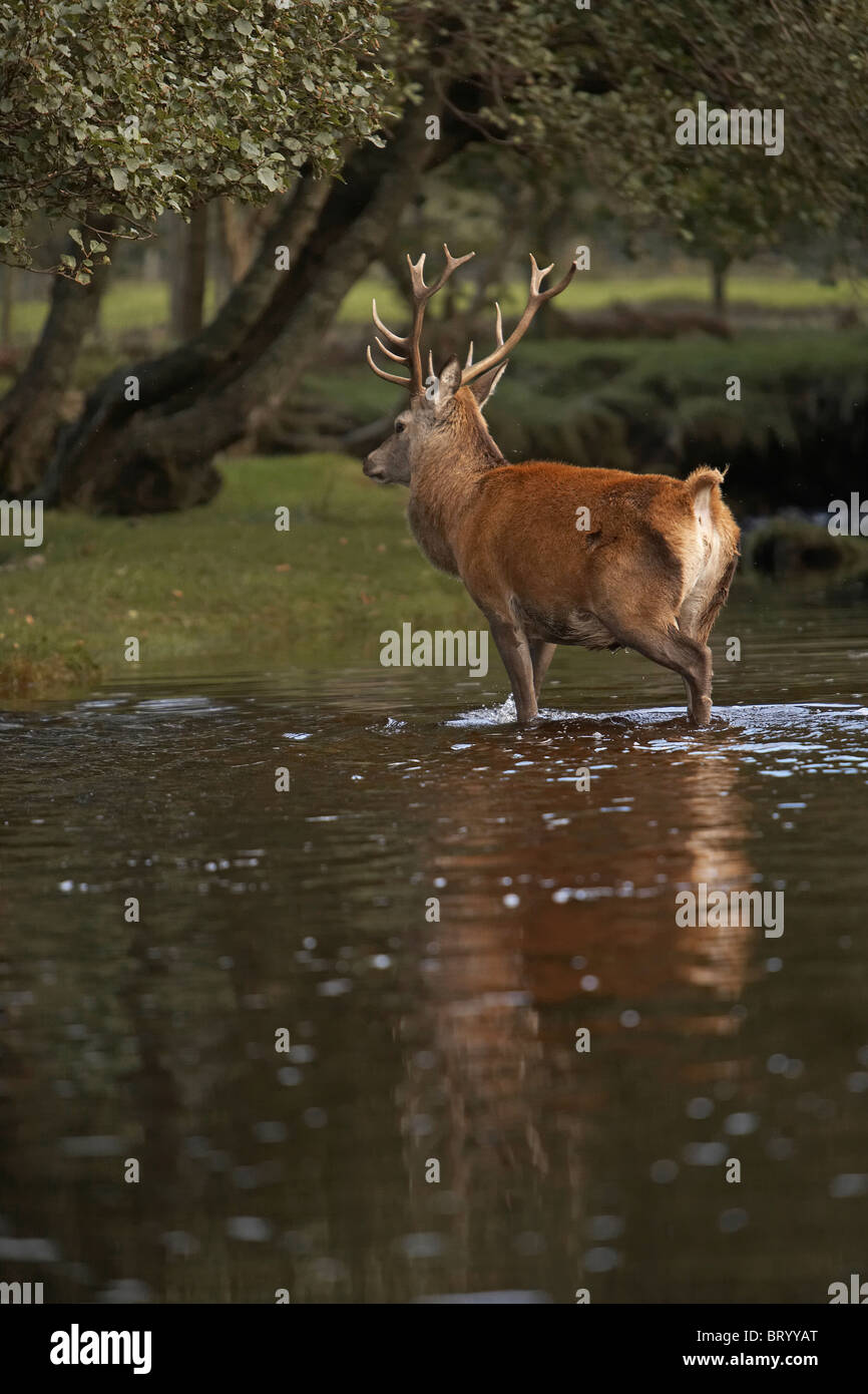 Cervi, Cervus elaphus stag attraversare un torrente, Isle of Arran, Scozia Foto Stock
