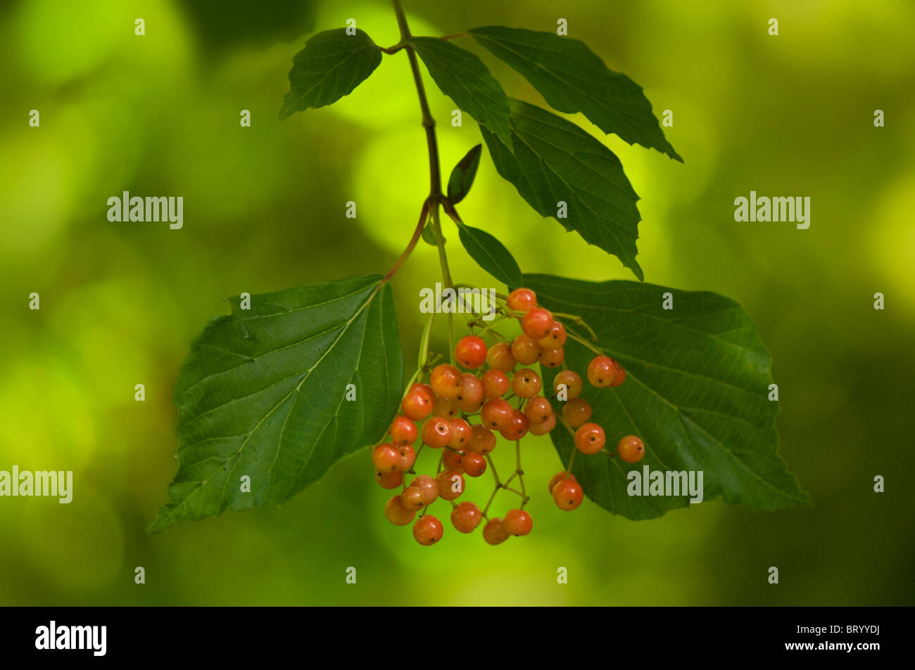 In inverno le bacche di Viburnum Opulus con soft green bokeh di toni Foto Stock