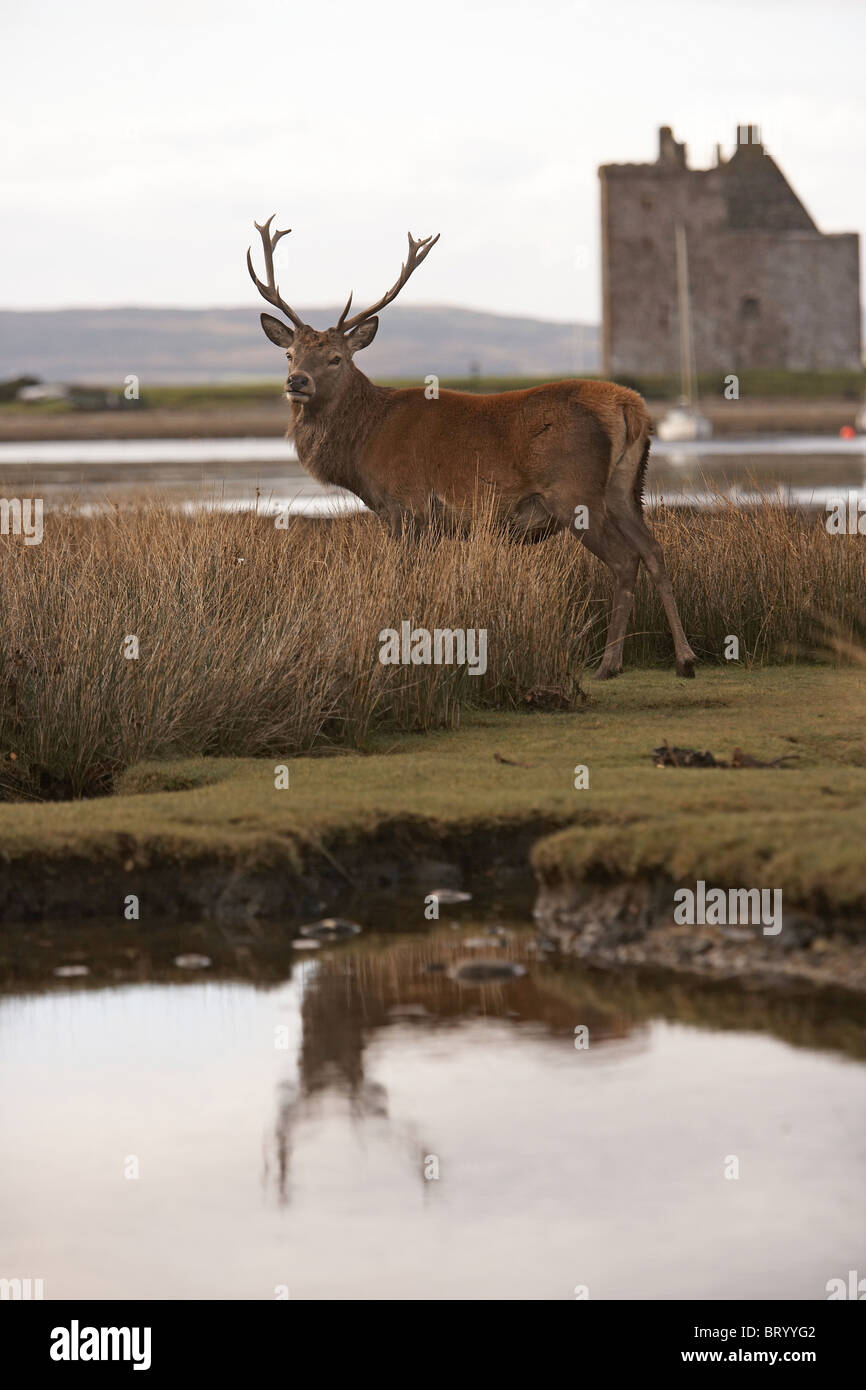 Cervi, Cervus elaphus stag Lochranza castle, Isle of Arran, Scozia Foto Stock