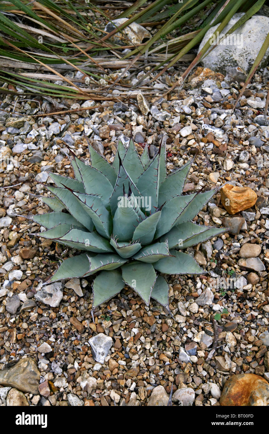 Un dolce secco giardino con cactus e piante grasse Foto stock - Alamy